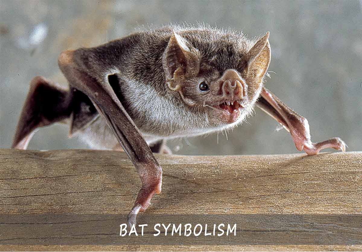 bat symbolism