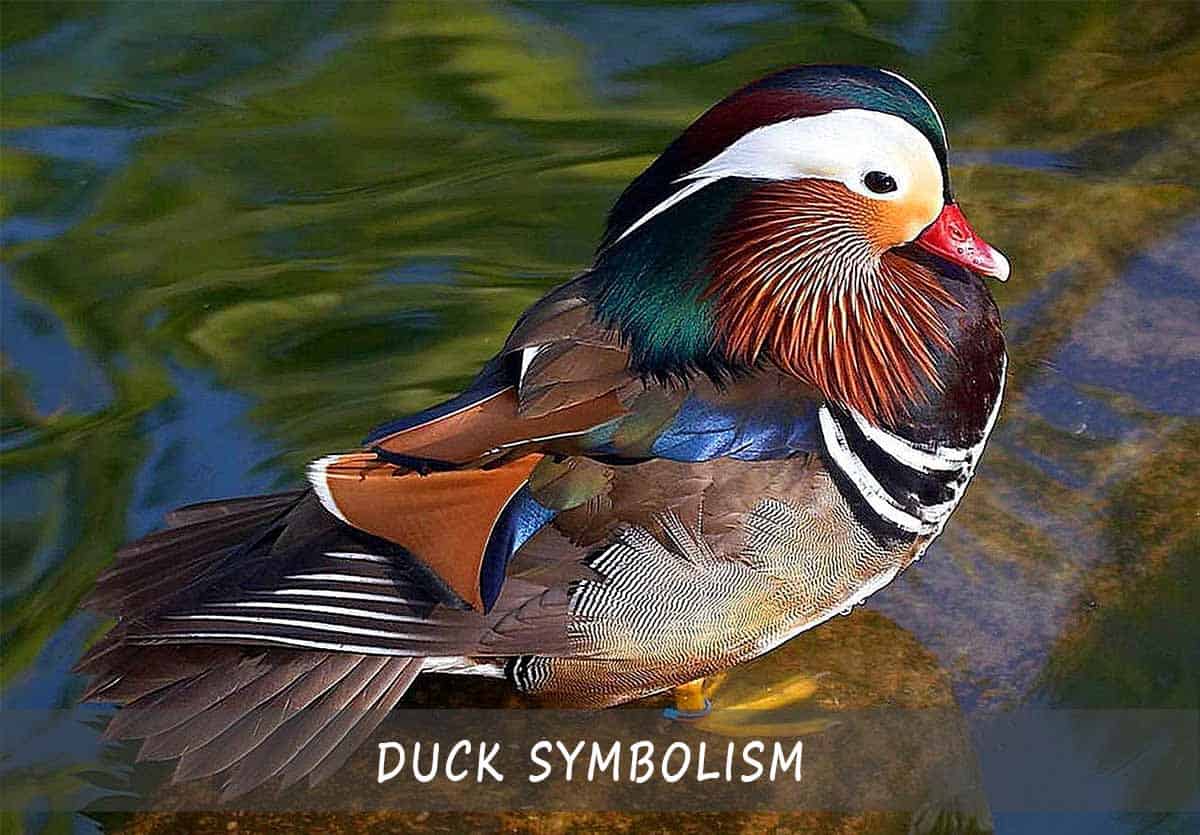duck symbolism