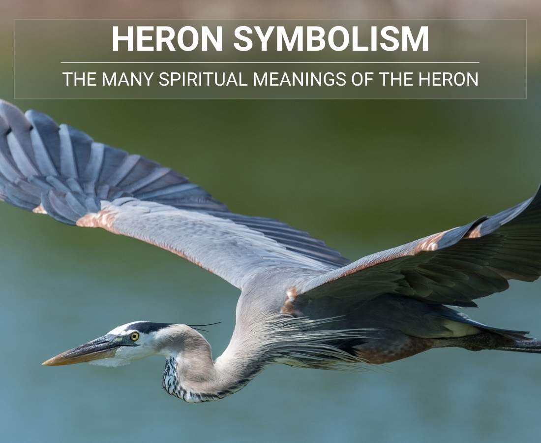 heron Symbolism And Spiritual Meaning