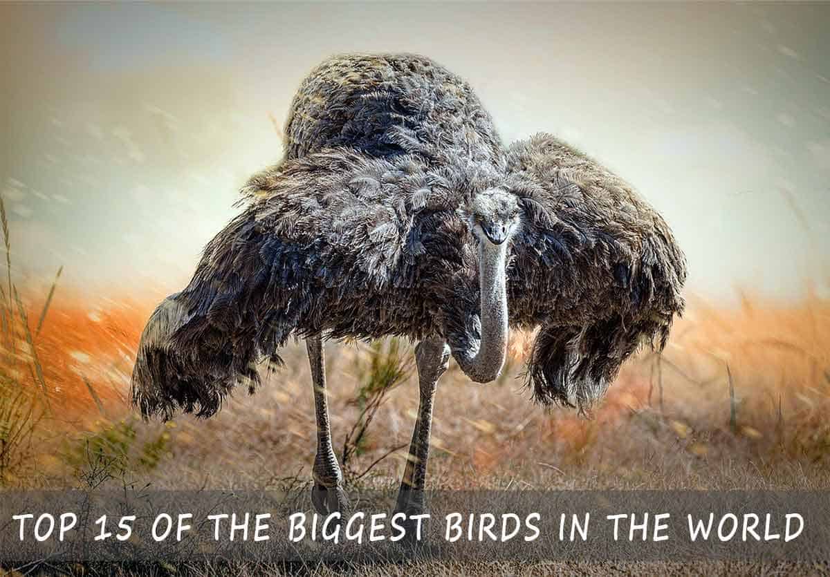 Biggest Birds in the World