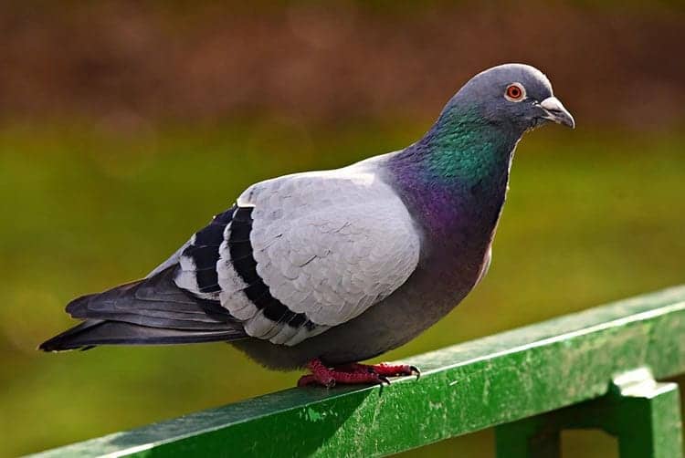 Bird Symbolism & Bird Spiritual Meaning | The Ultimate Guide Bird Symbolism & Bird Spiritual Meaning | The Ultimate Guide