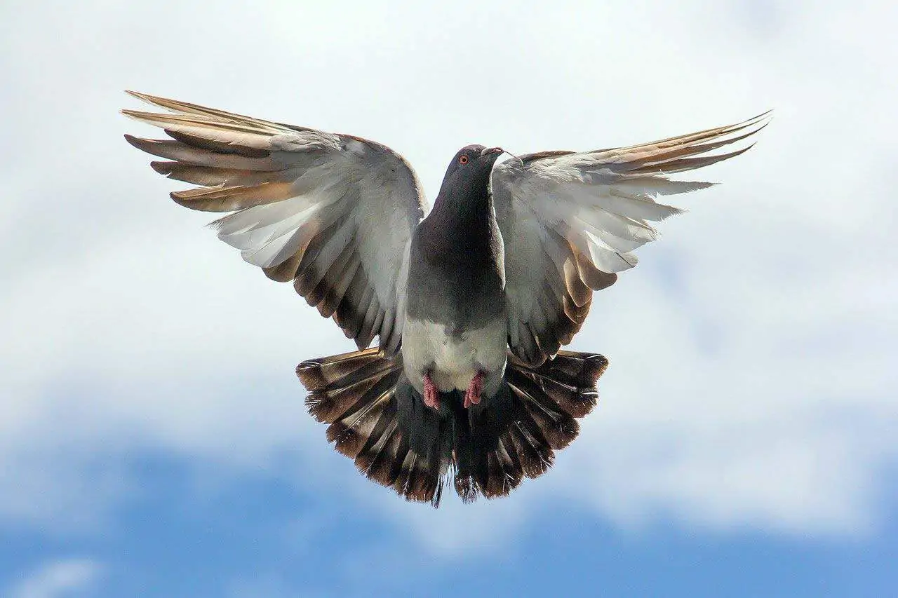 Pigeon Totem Meaning Symbolism And Spiritual Significance