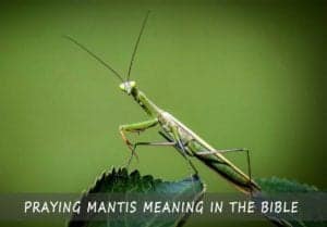 mantis praying