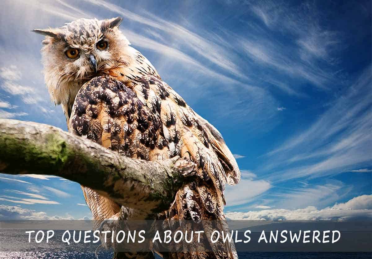 Questions About Owls Answered