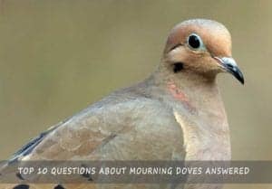 doves mourning answered richardalois symbolic meanings