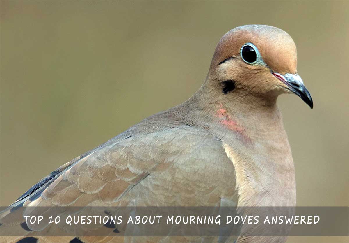 Do mourning doves migrate