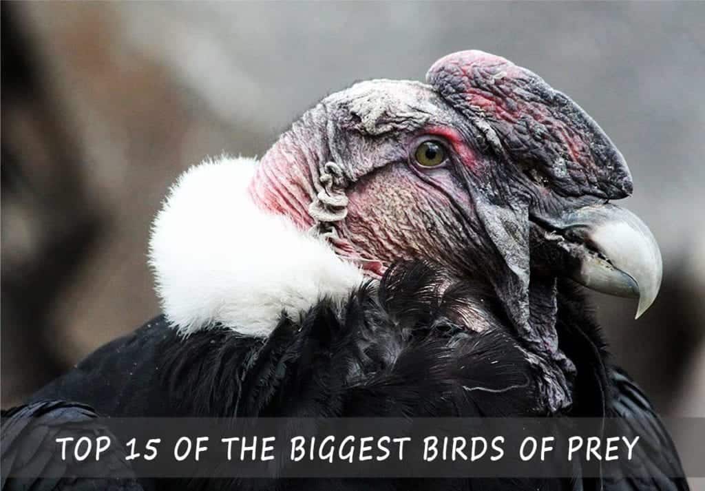 largest bird of prey largest bird of prey