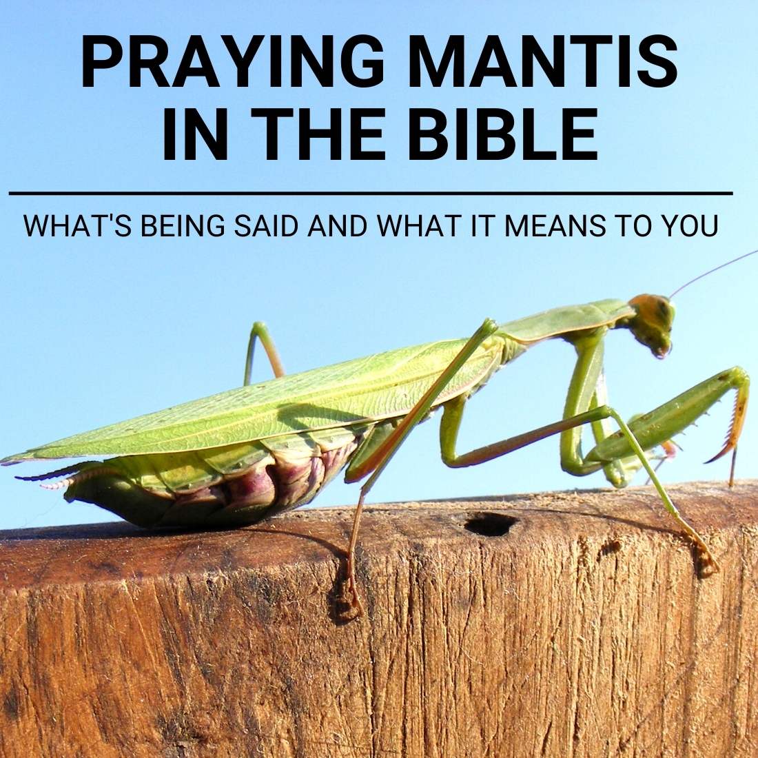 praying mantis in bible