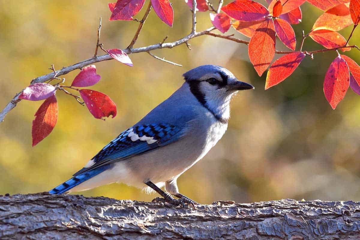 top blue jay feeders