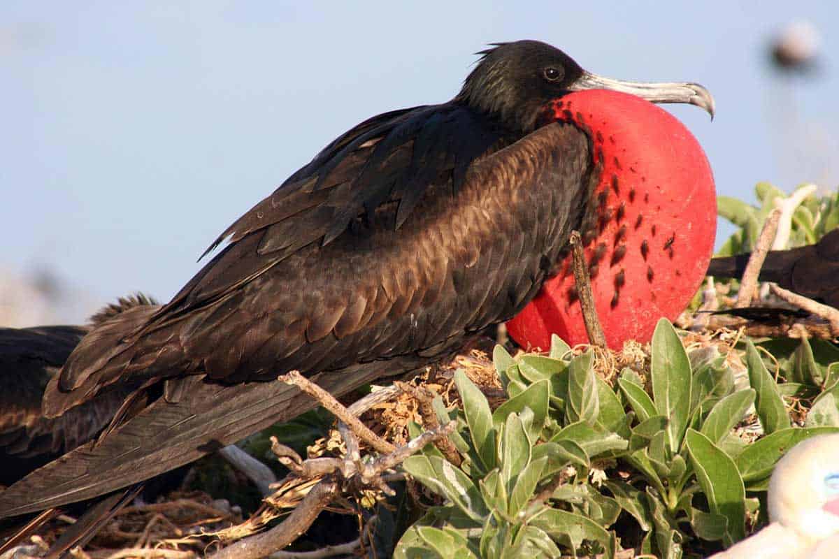 Birds of Maui