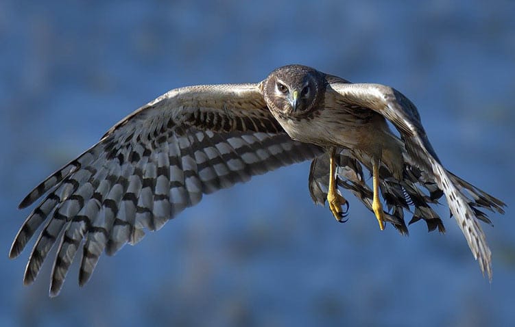 Birds of Prey Ohio northern-harrier