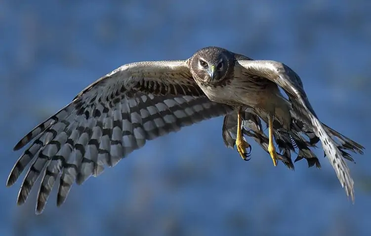 Birds of Prey Ohio northern-harrier