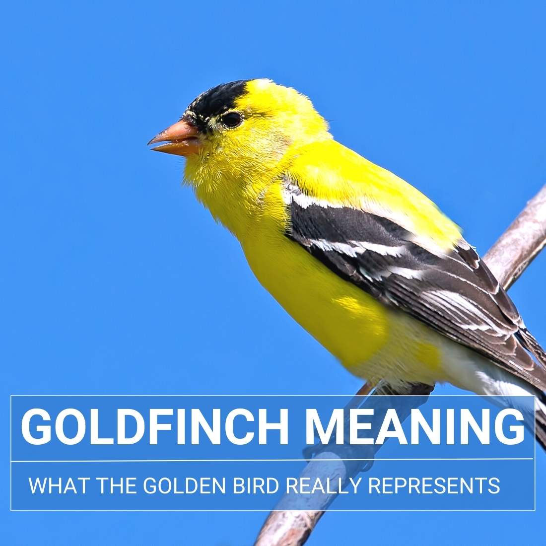 Goldfinch Meaning