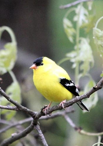 Goldfinch SpirituaL Meaning