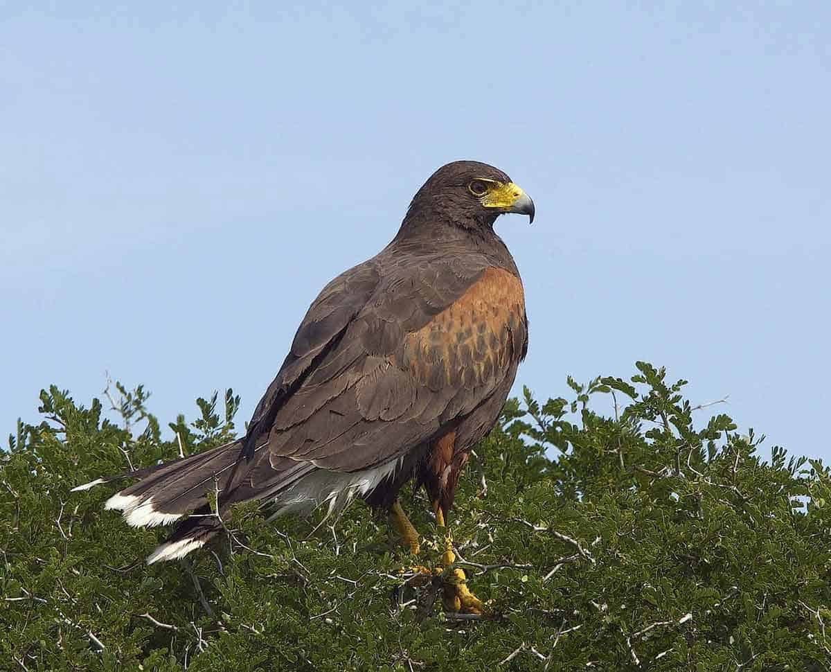 Texas Bird of Prey