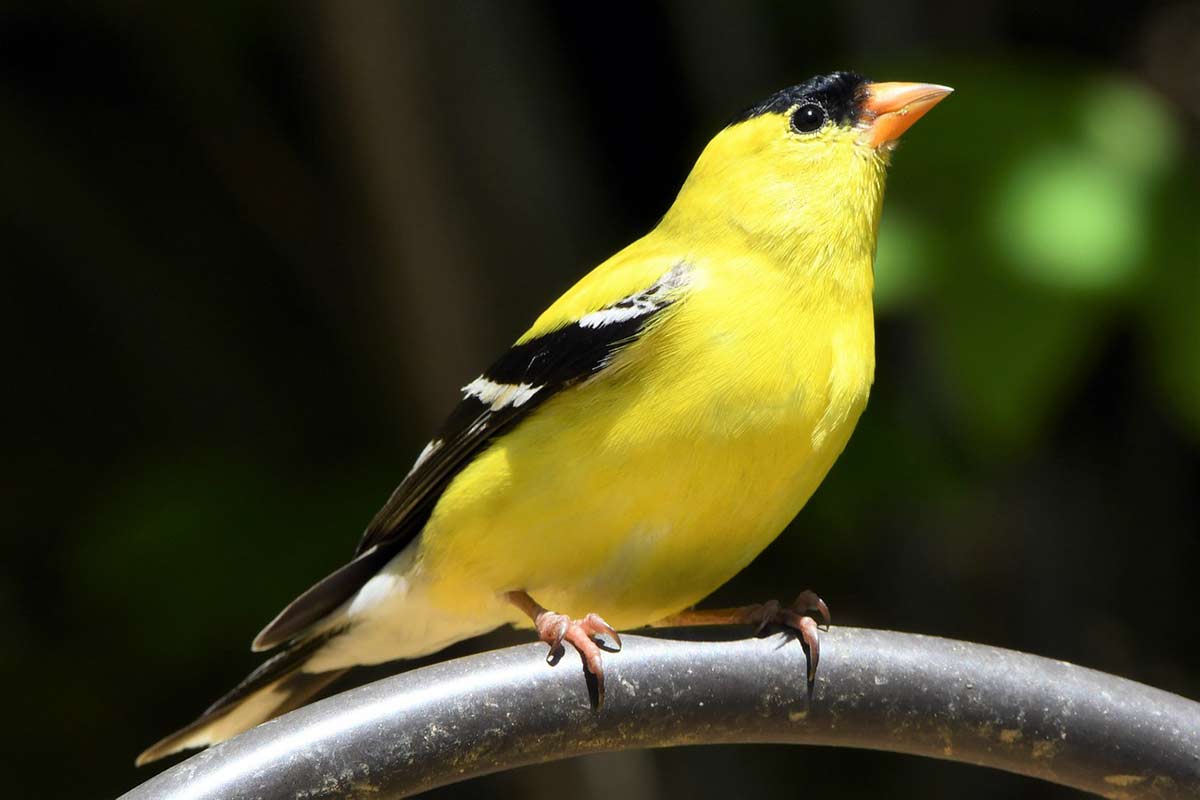 goldfinch meaning