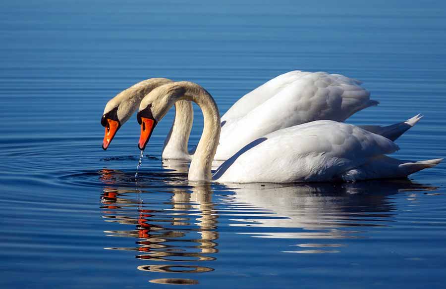 What Do Swans Eat Read All About Their Favorite Food Here What Do Swans Eat Read All About Their Favorite Food Here