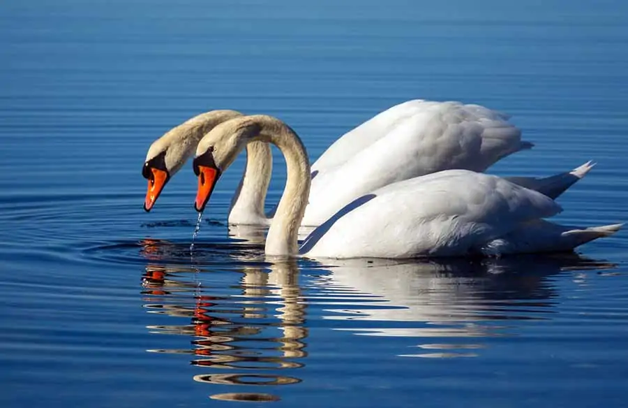 Swan Feeding