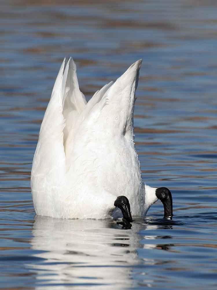 swan upending for food