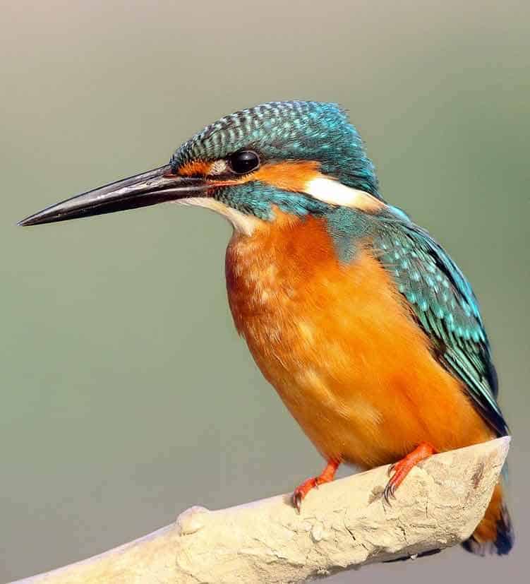 Kingfisher Spirit Animal Bird Symbolism Uncovered: Unlock the Spiritual Meanings in Our Feathered Friends