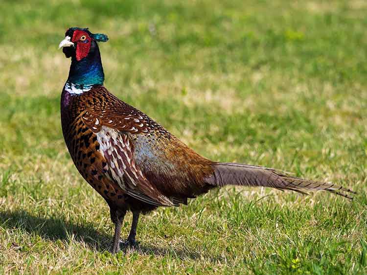 Spiritual Meaning Of The Pheasant Bird Symbolism