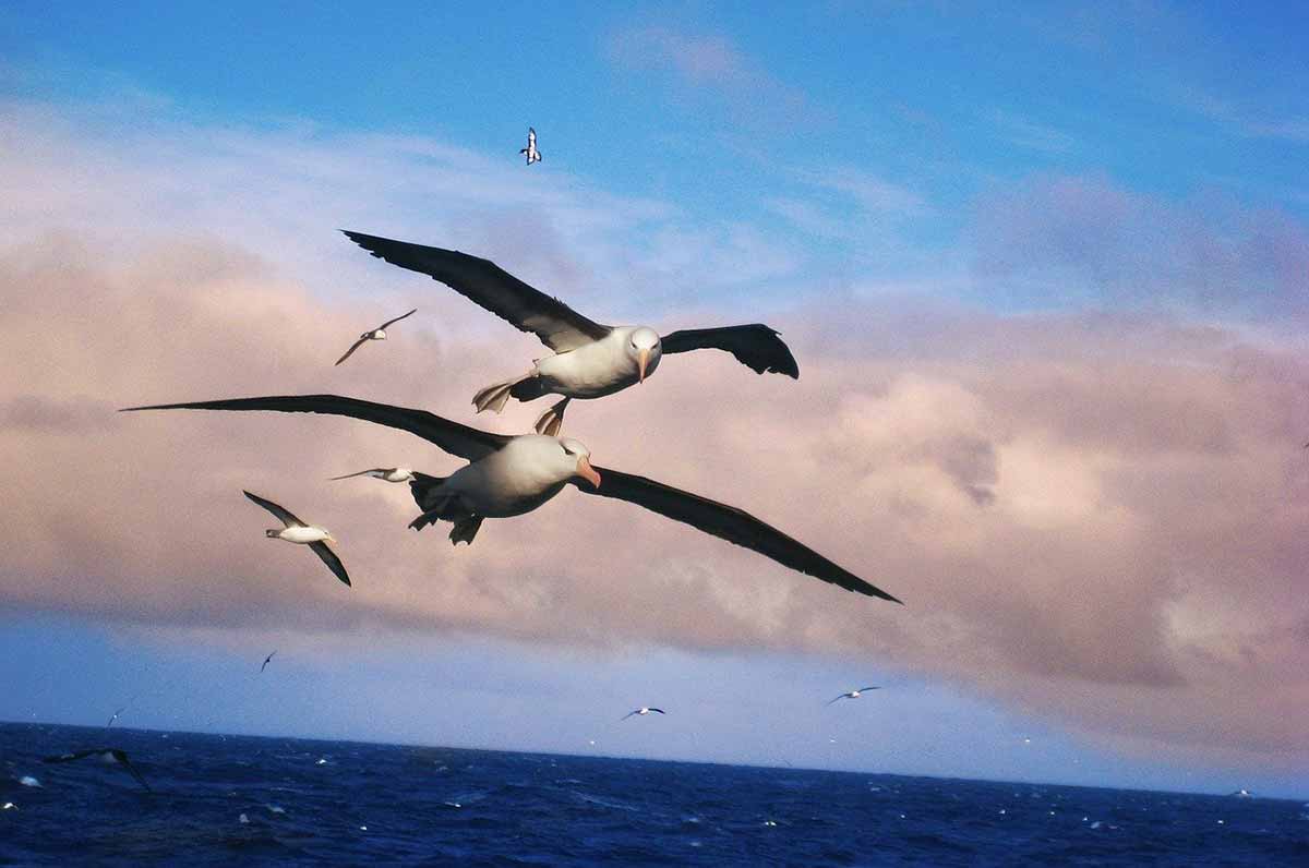 albatros symbolism