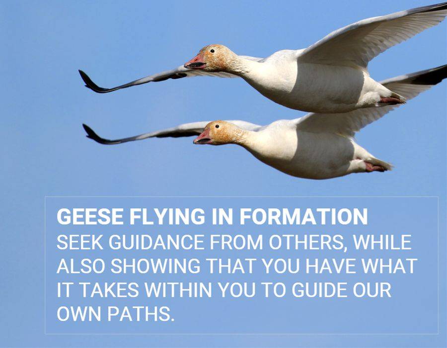 meaning Geese Flying in formation