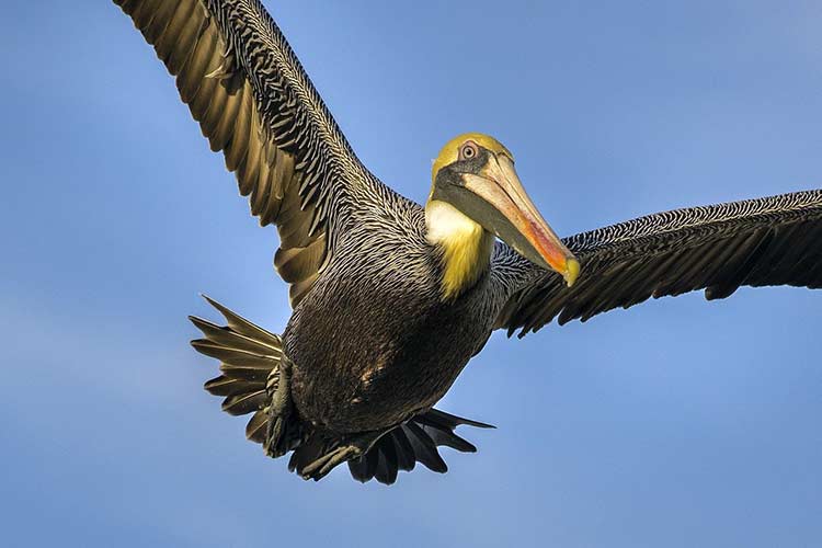 pelican Spirit Animal Bird Symbolism Uncovered: Unlock the Spiritual Meanings in Our Feathered Friends