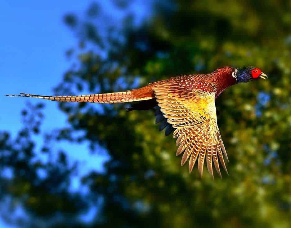 pheasant symbolism