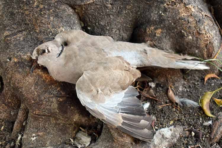 Dead Pigeon in the garden