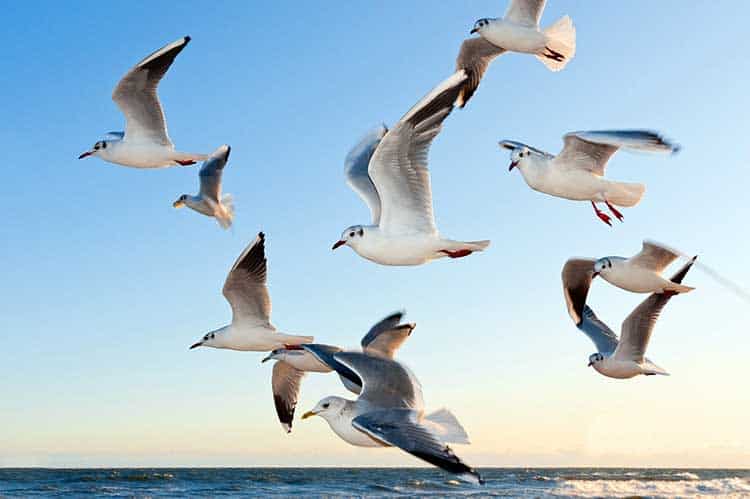 Seagull Spiritual Meaning: A Symbol Of The Sea And A Totem Animal For Change Seagull Spiritual Meaning: A Symbol Of The Sea And A Totem Animal For Change
