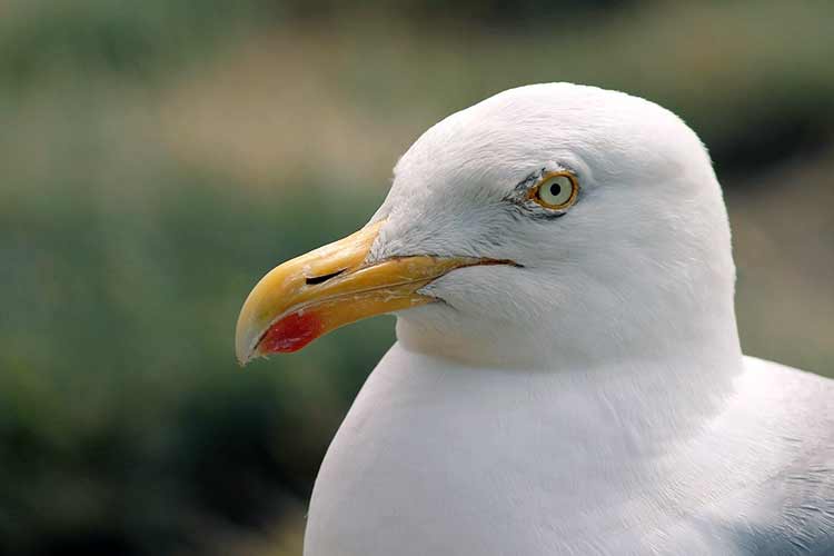 Spirit Animal Seagull