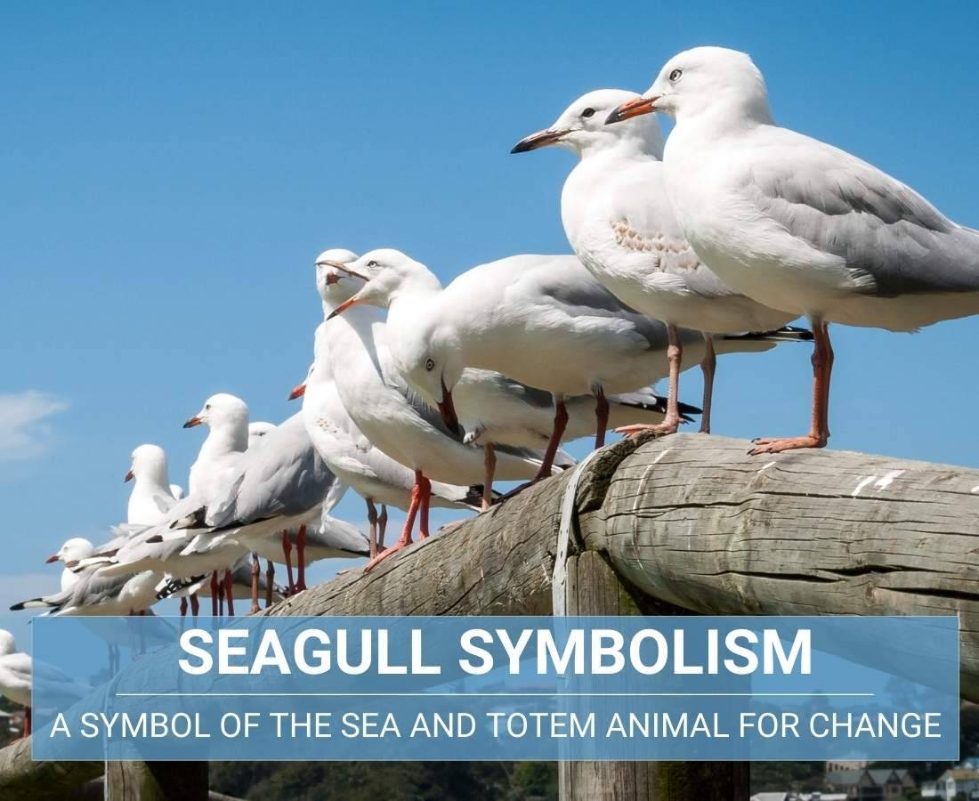 seagull symbolism