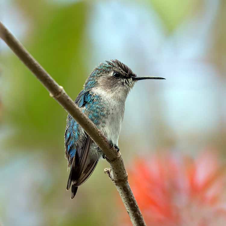 bee hummingbird