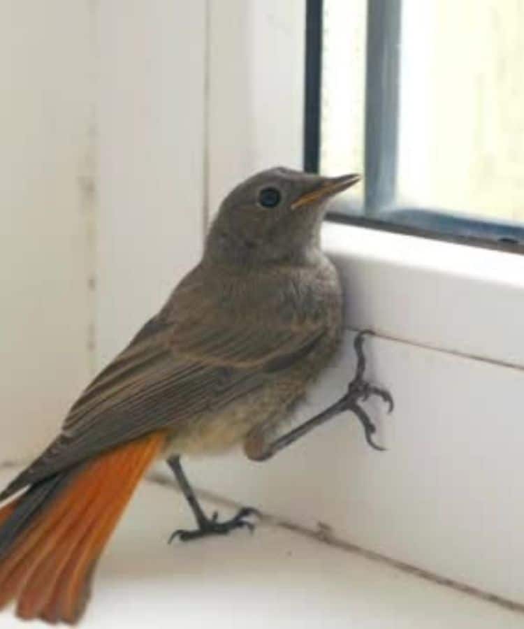 Bird-in-the-garage