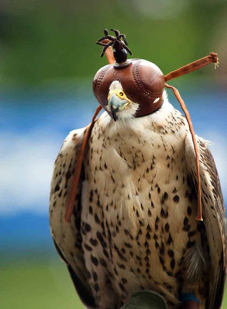 Falcon Animal Totem