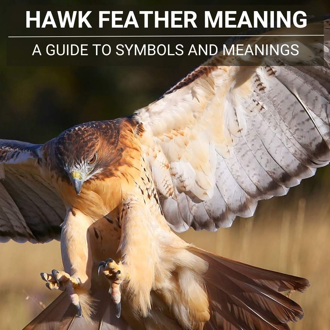 Hawk Feather Meaning