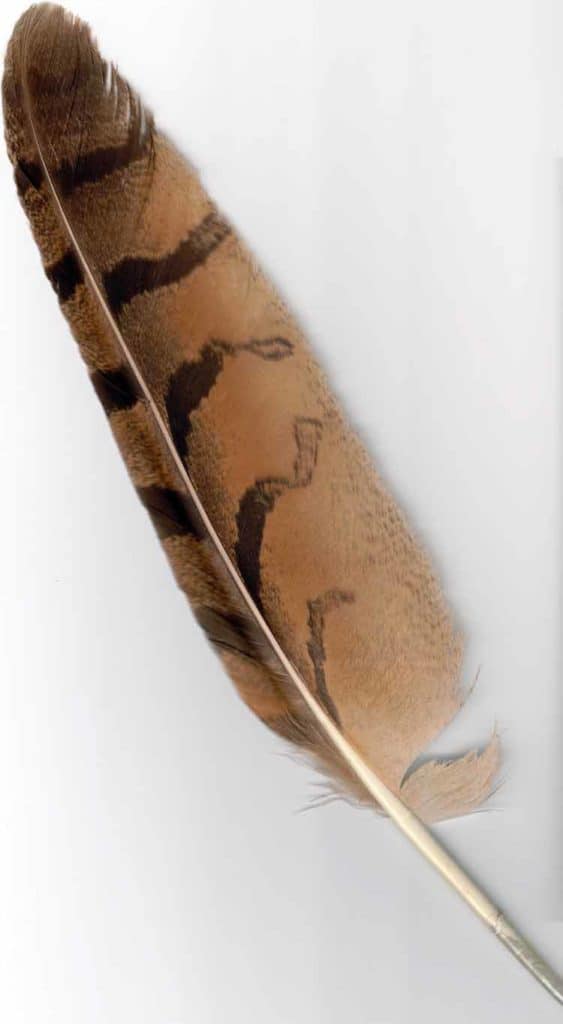 What Does An Eagle Feather Look Like