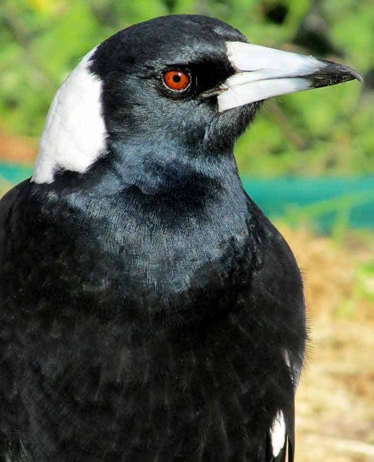 magpie means good luck