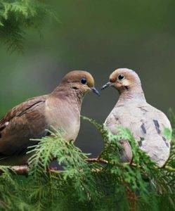 doves mourning