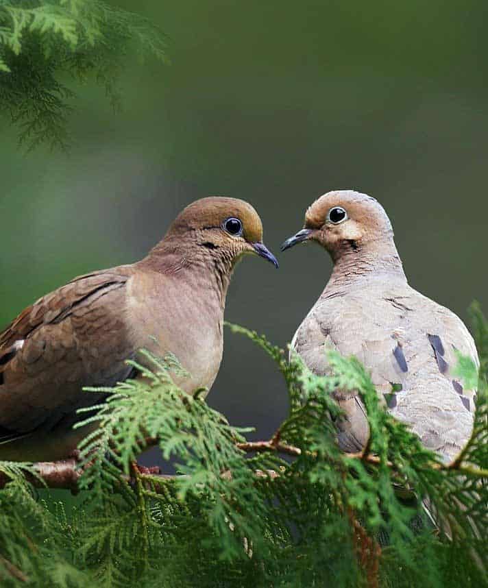 Where Do Mourning Doves Sleep