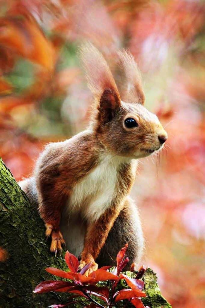 Squirrel Animal totem