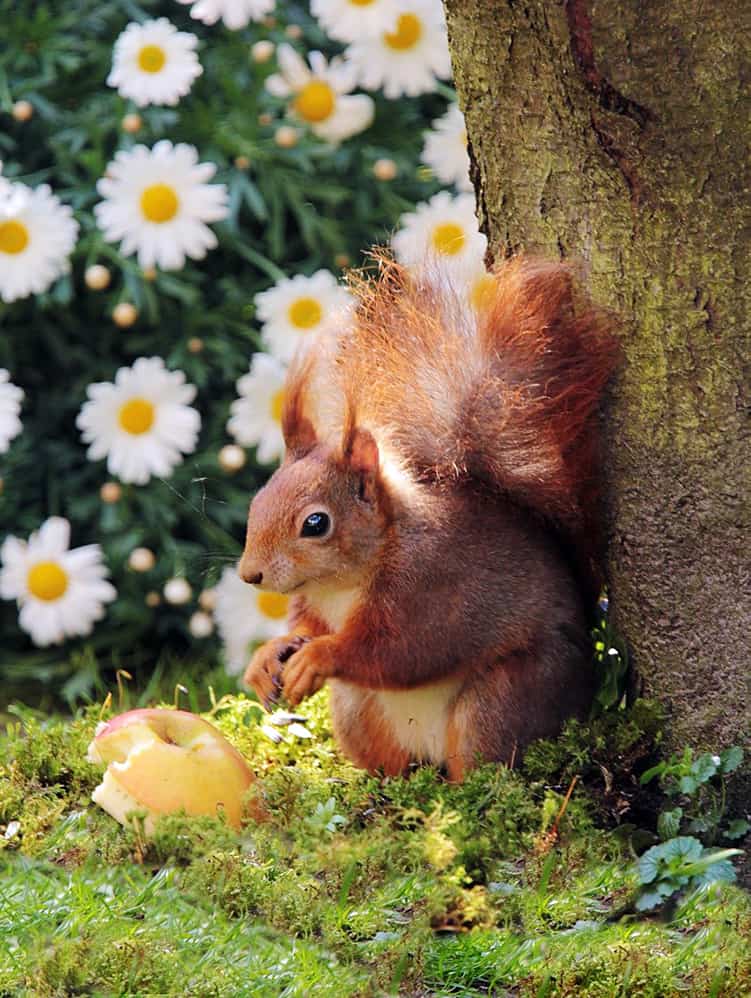 Squirrel Dream Meaning What the Squirrel Spiritual Meaning Teaches Us About Life & Balance