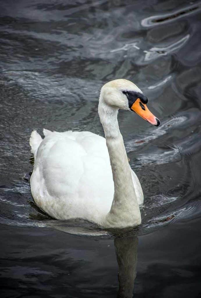 Swan meaning in folklore Swan Symbolism And Spiritual Meaning Explained