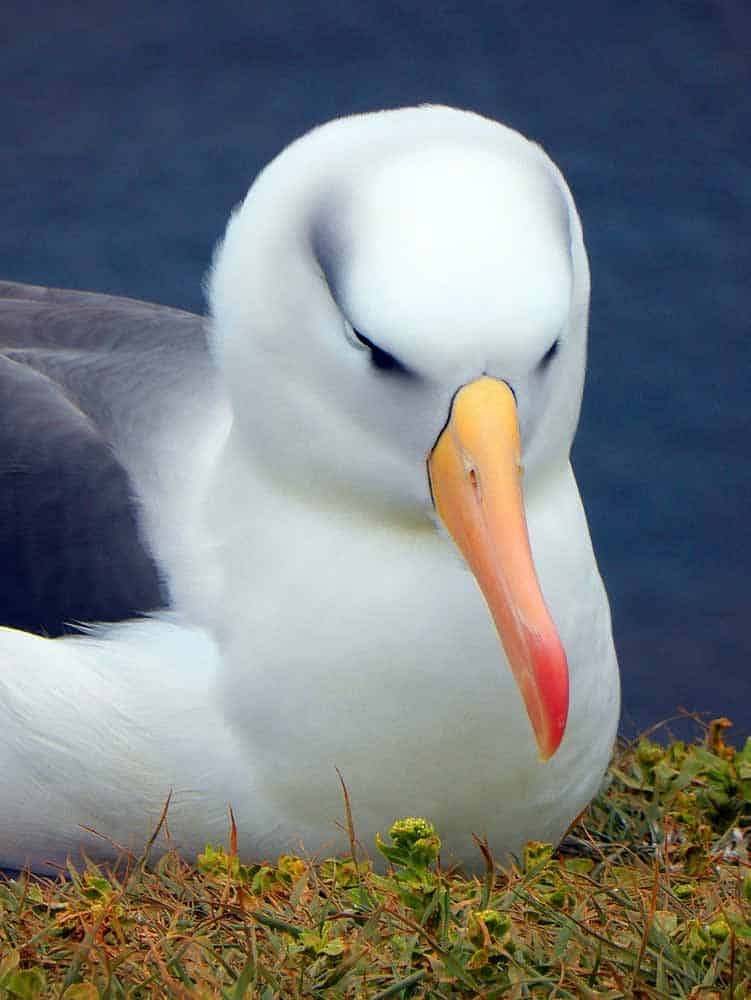 albatross spirit animal Bird Symbolism Uncovered: Unlock the Spiritual Meanings in Our Feathered Friends