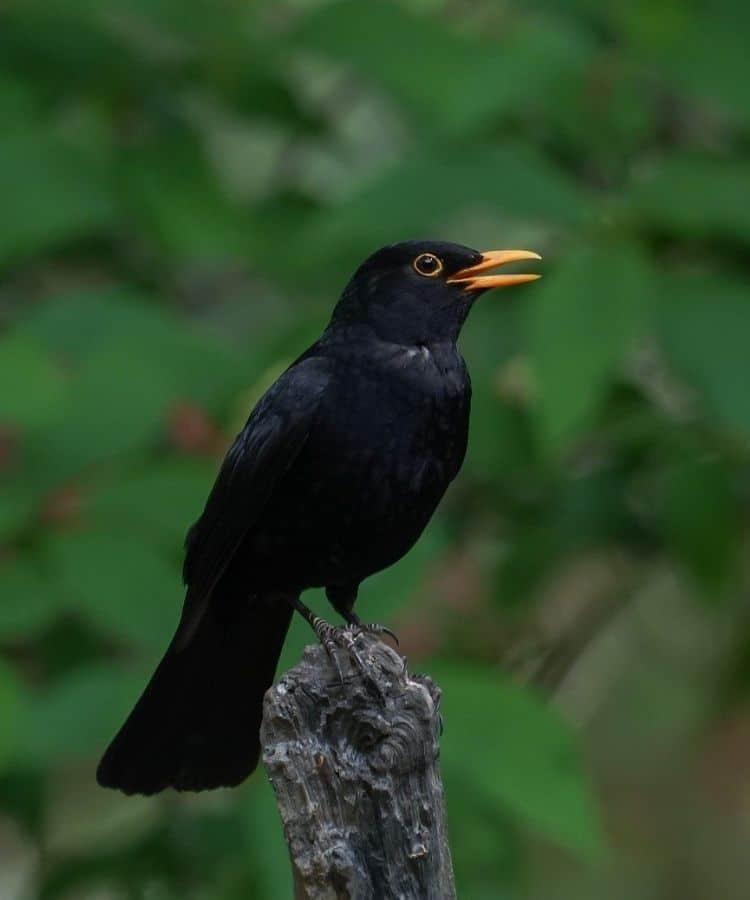 blackbird animal totem