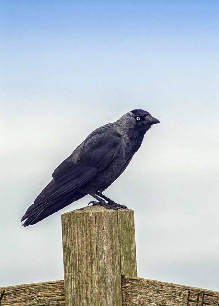 crows in viking cultures