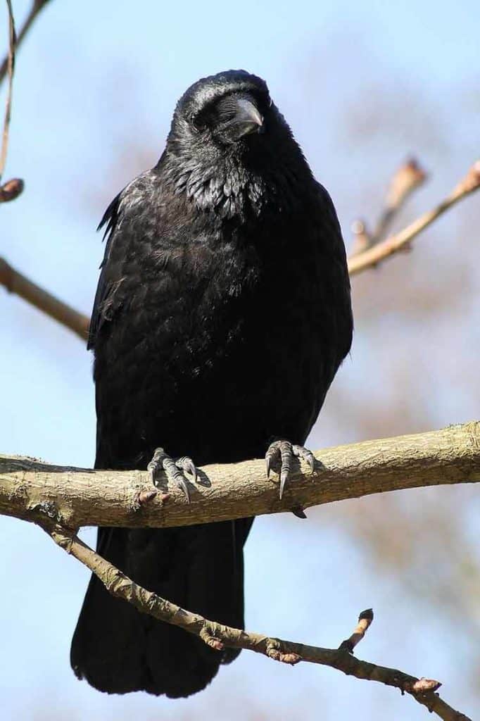 Feathers of crow symbol