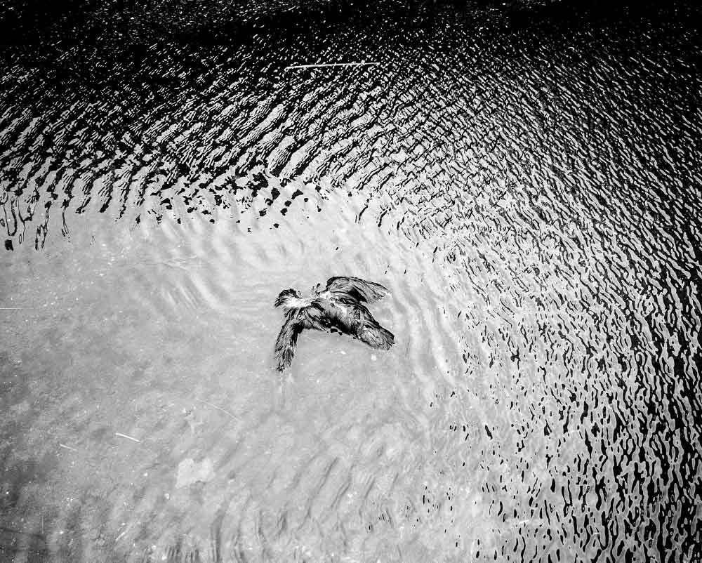 dead bird in pool