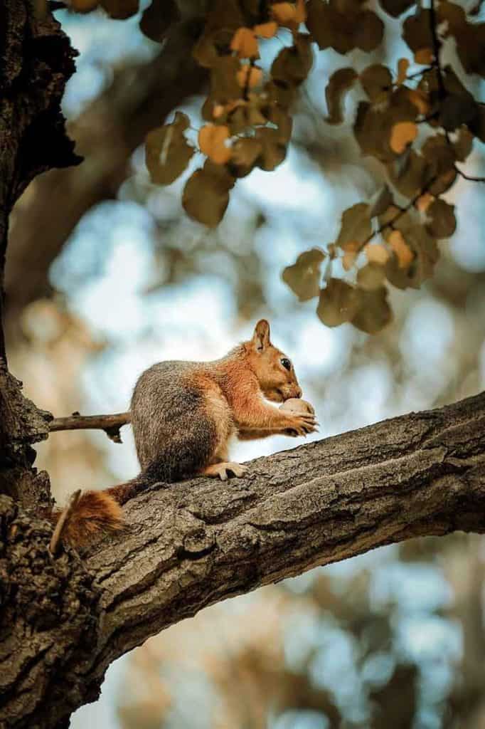 dead squirrel meaing